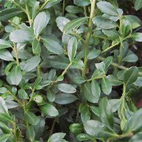 Ilex crenata Stokes kopen Kalmthout